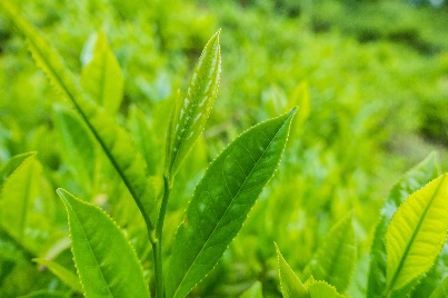الشاي الأخضر بمضادات الاكسدة EGCg