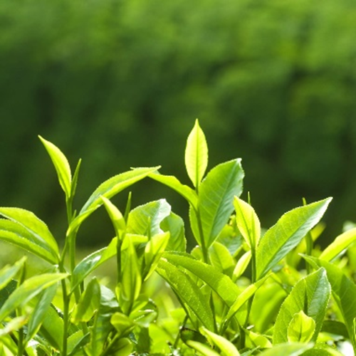 الشاي الأخضر ل-ثيانين 20%