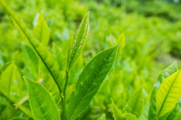 الشاي الأخضر ل-ثيانين 60%1
