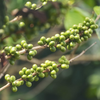 حمض الكلوروجينيك في حبوب القهوة الخضراء